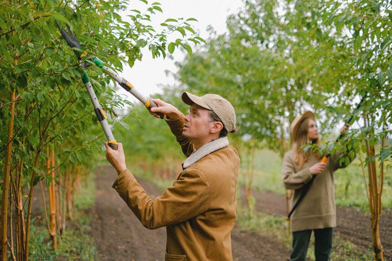 Best Best Tree Removal Services  in Tidmore Bend, AL